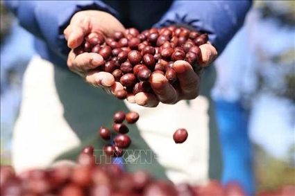 Vegetexco Vietnam: Moving Toward Greater Control of the Agricultural Value Chain