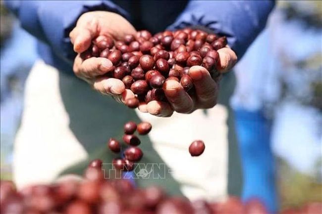 Vegetexco Vietnam: Hướng tới làm chủ chuỗi giá trị nông sản