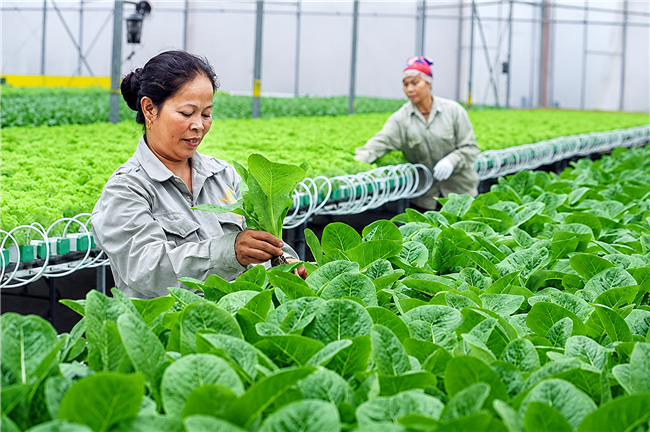 Bộ Tài chính đôn đốc triển khai Nghị định mới về tổ hợp tác