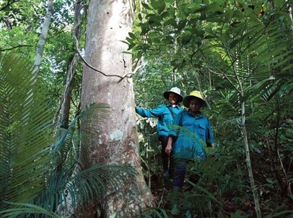 Converting value of forests into capital