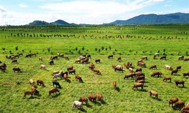 Doanh nghiệp chăn nuôi được áp dụng thuế suất TNDN 10% hoặc 15% tùy địa bàn từ kỳ tính thuế 2025